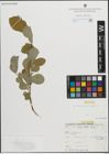 Foto von Salix pedicellata Desf.